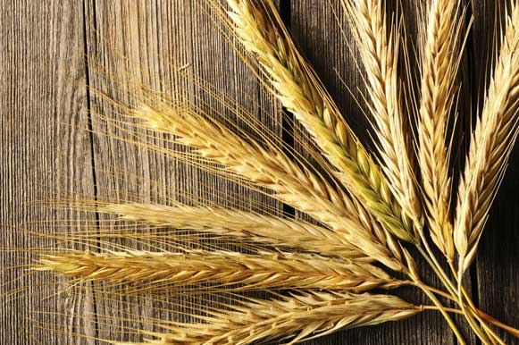 Os benefícios do centeio em uma alimentação saudável