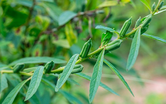 Como são cultivados os nossos grãos e sementes preferidos?