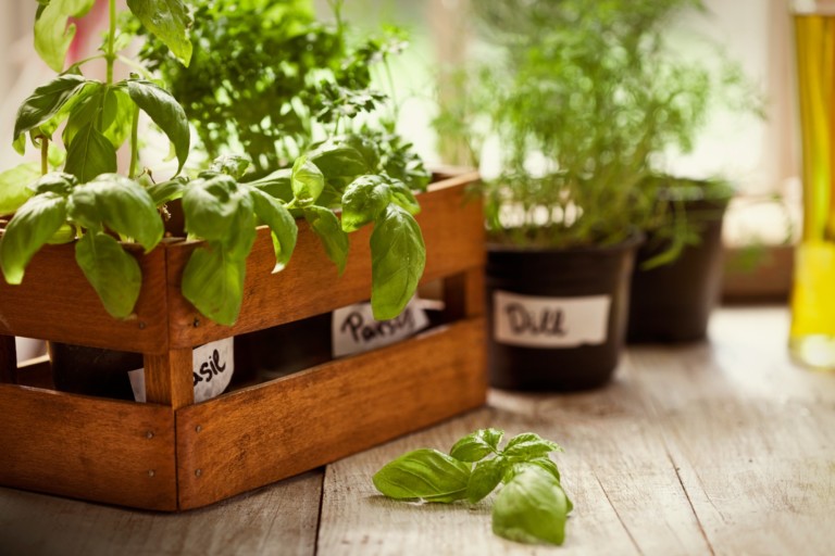 7 temperos para cultivar em casa