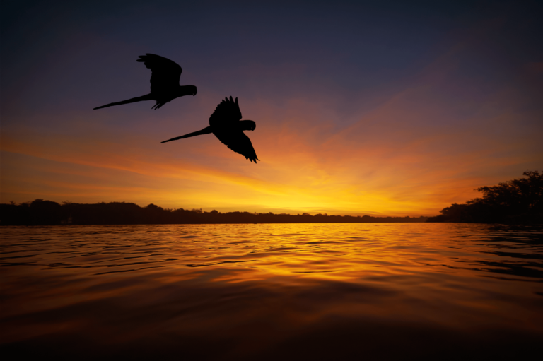 Dia da Amazônia