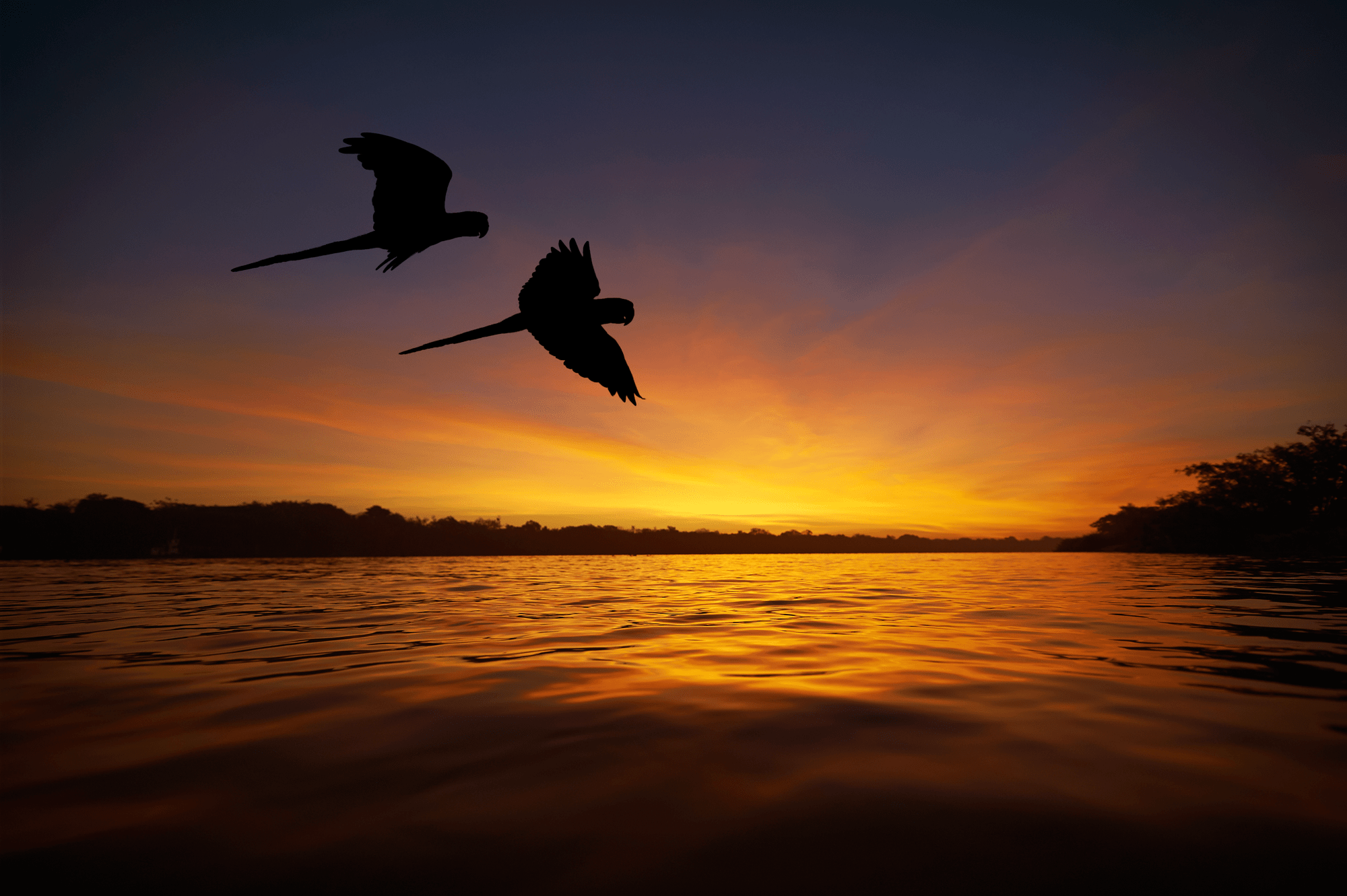 Dia da Amazônia