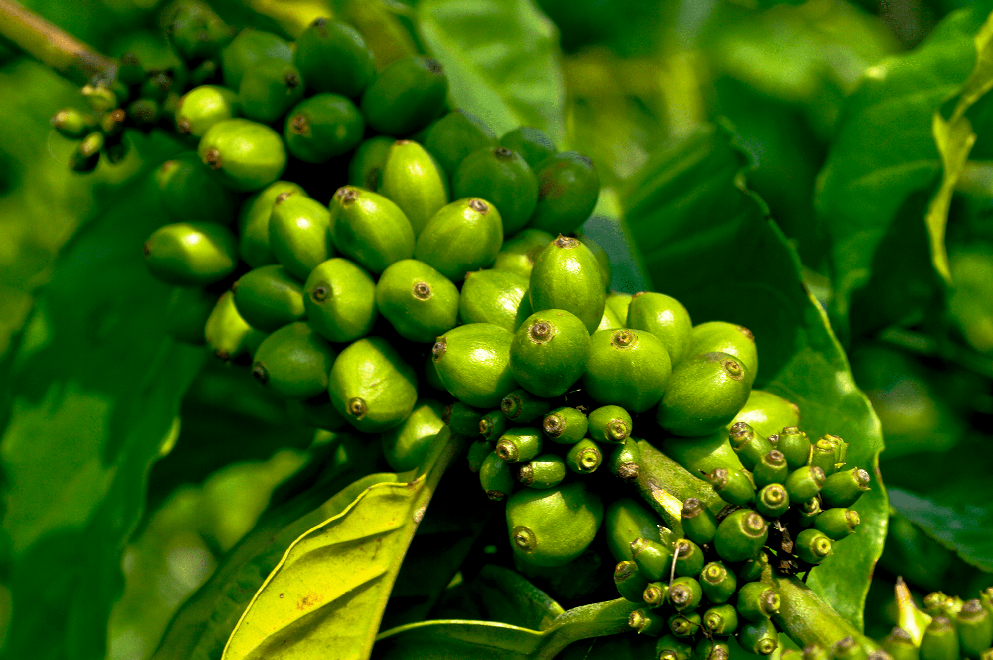 Os benefícios do café verde